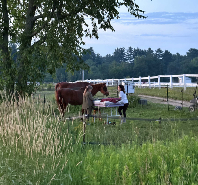 Cheval calme pendant une séance