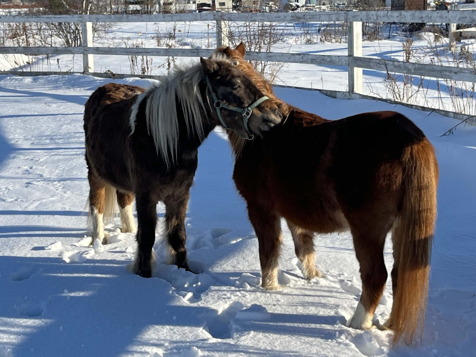 Enfant en interaction avec un cheval