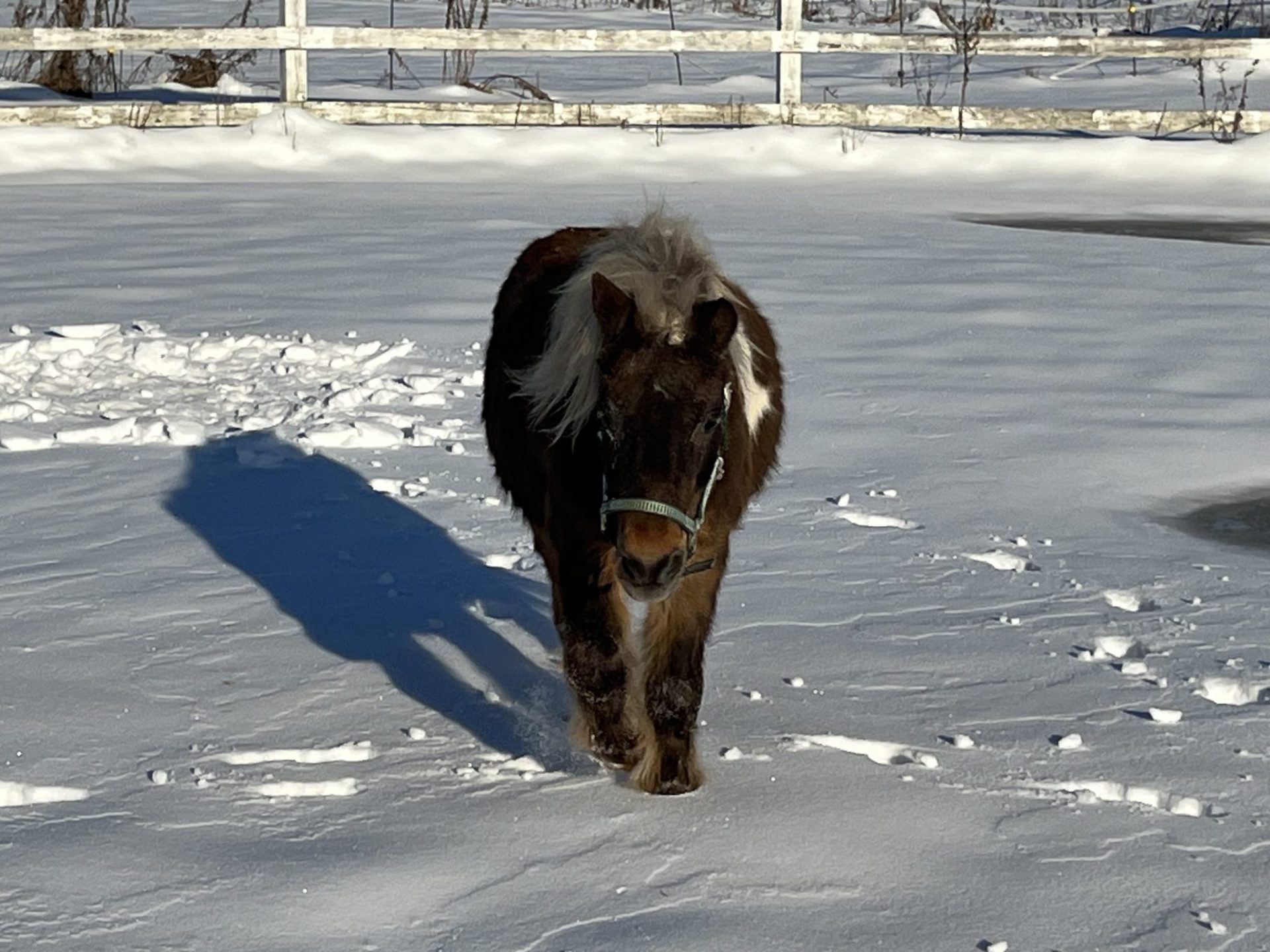 Adulte en séance AFC avec un cheval
